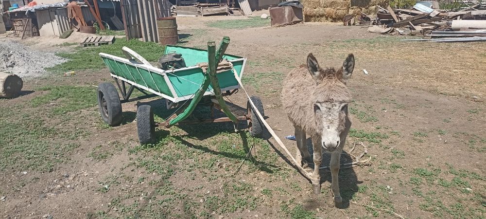 Есек арба сатылады
