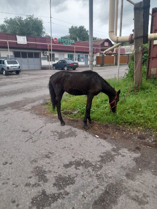 Тай сатылады ннннн