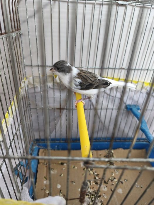 Продавам мъжки канар