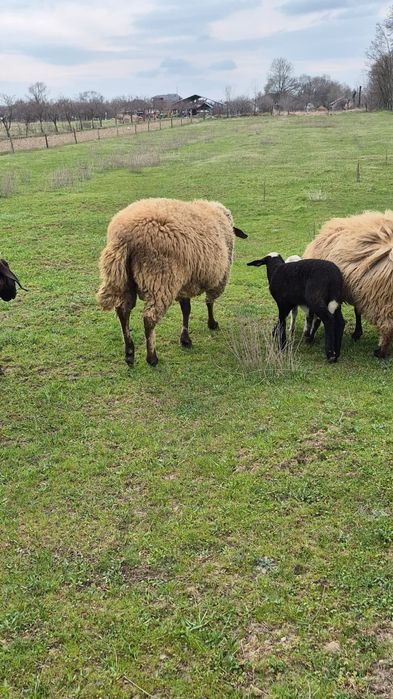 Vând berbec carabaș