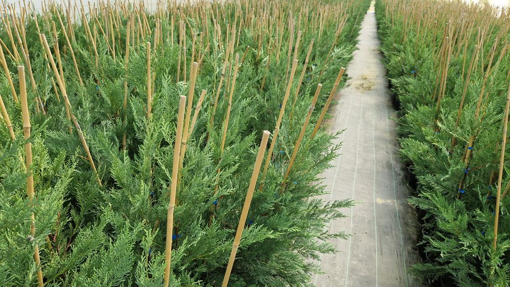 Leylandii de la producător!