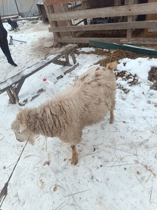 Теке 2жасар семіз