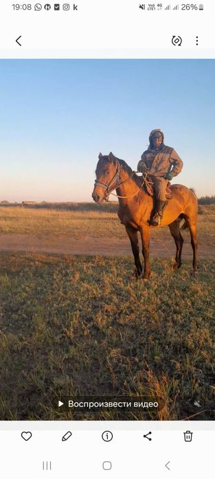 Көкпар ат, жасы 7де, бойы 1,65.