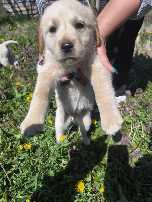 Лабрадор ретривър