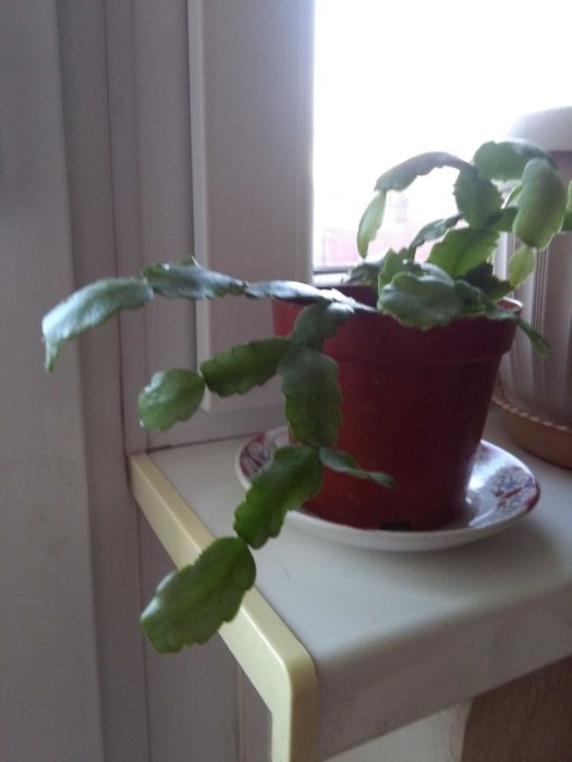 Декабрист   - шлюмбергер