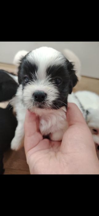 "Donez" pui shih tzu