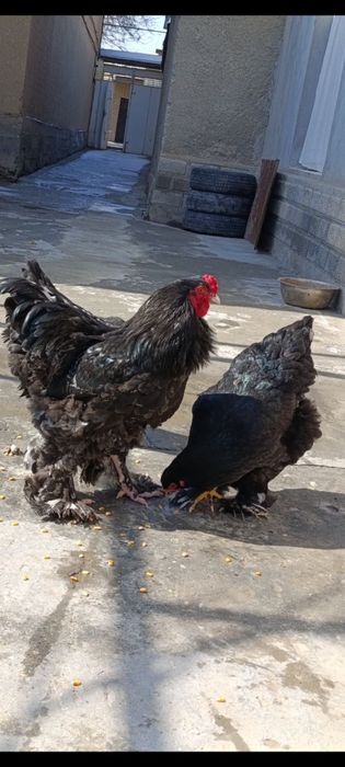 Brama tuxum sotiladi