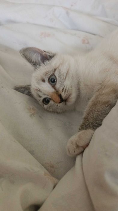 Отдам котят добрым людям