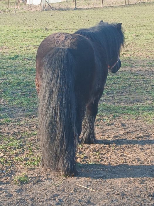 Vând poneiță gestantă