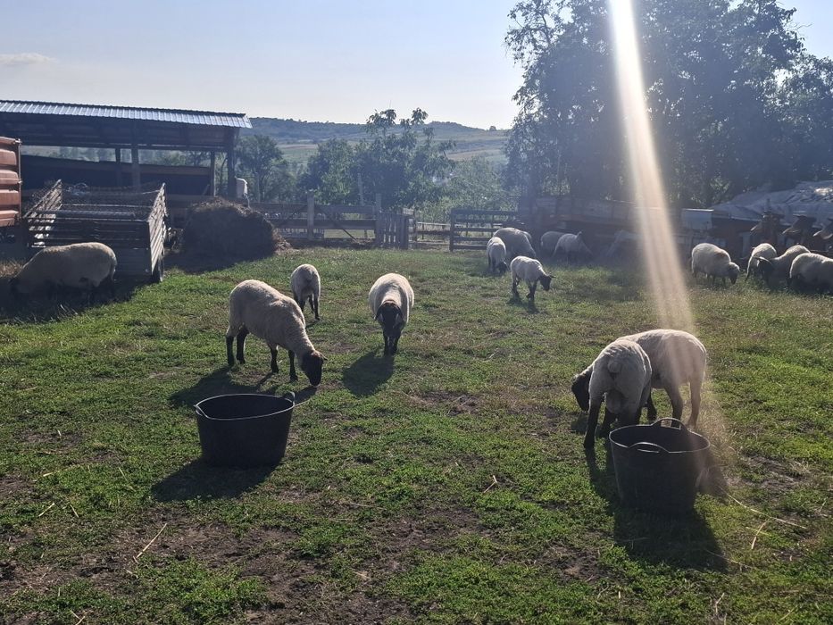 Vând oi sufolk metiș