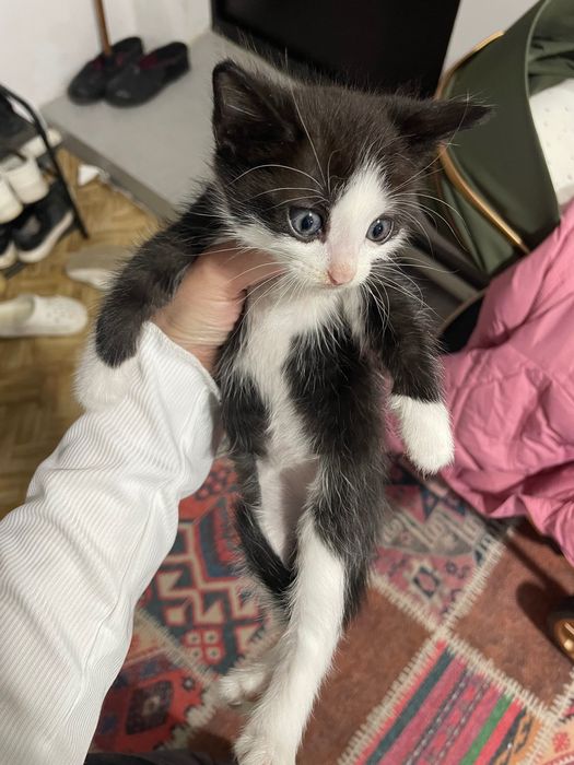 Отдам котят в добрые руки бесплатно