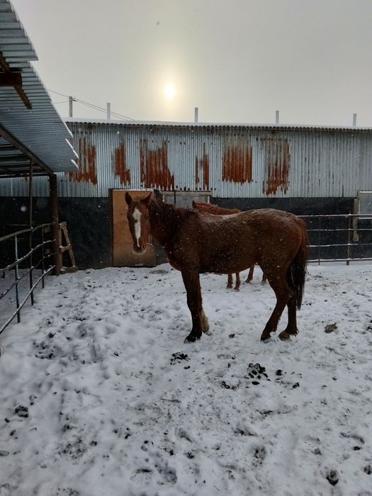 Таза Канды биелер