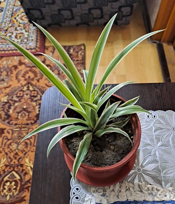 Хлорофитум в маленьких горшочках