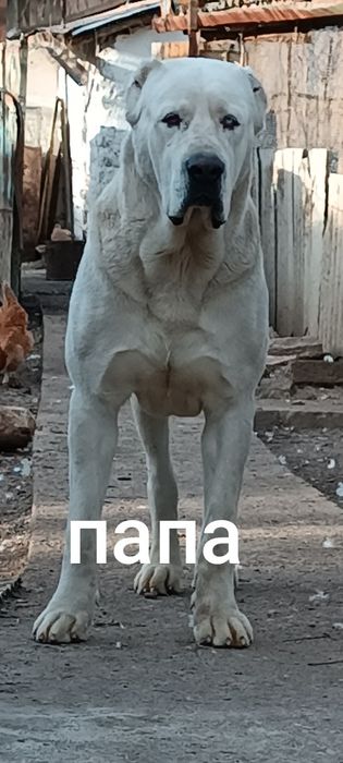 Алабай # мальчик #
