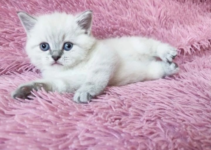 Шотланские котята