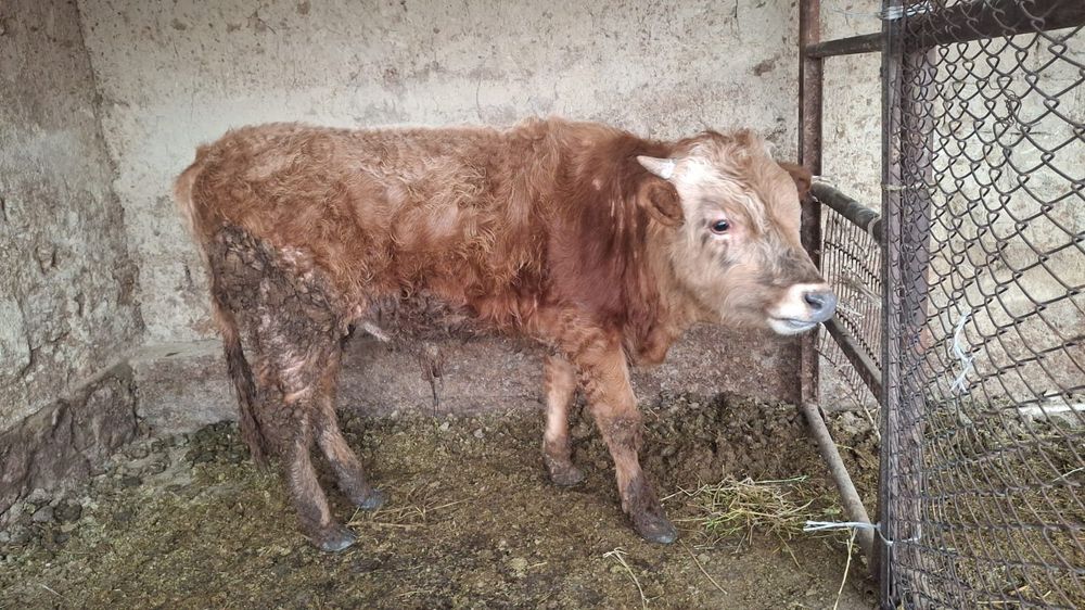 Бука (Бычок) откормда 1 жас 2 ай семиз.