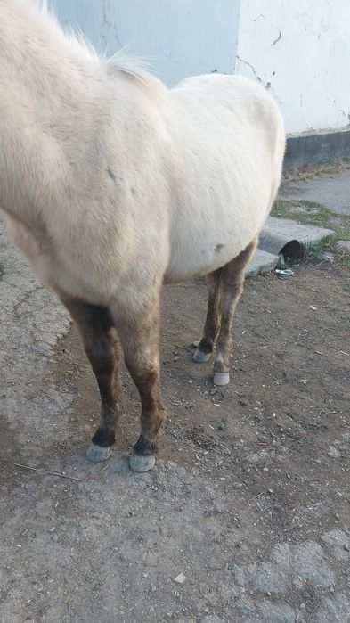 Продам жеребенок