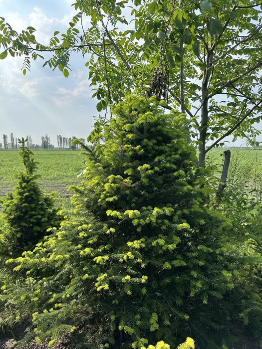 Альпийские пихты, Пихта, Первые руки, Pihtalar birinchi qol pixta