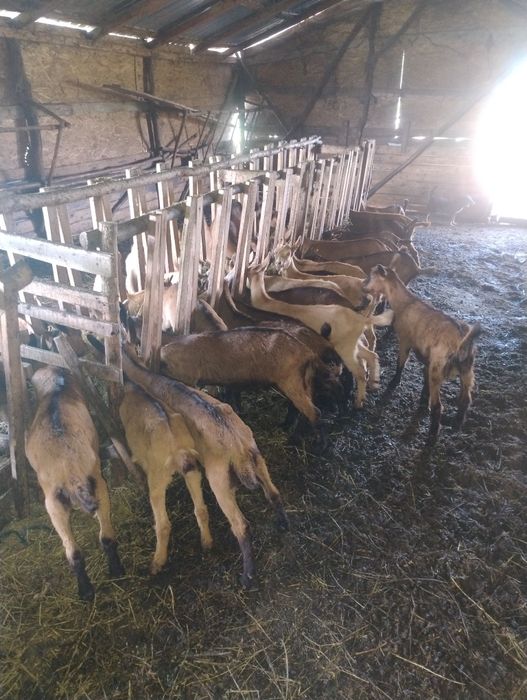 Văd edute  alpin francez din capre bune de lapte