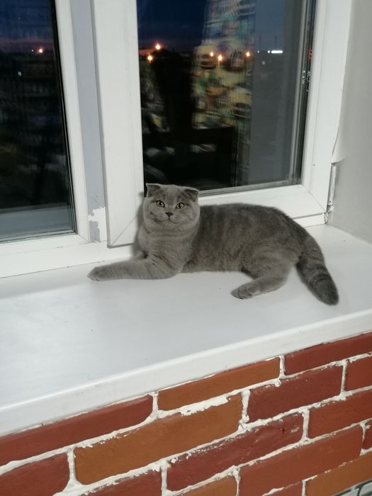 Британские котята мальчики