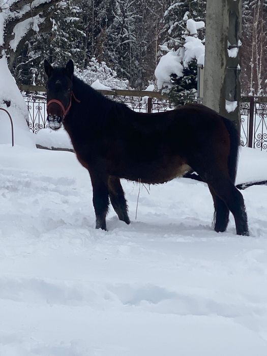 Vând mânz de un an jumate
