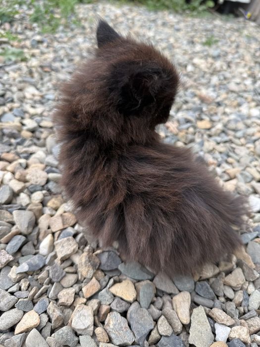 отдам котенка в добрые руки