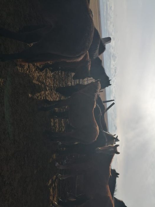 Продам  жеребчиков