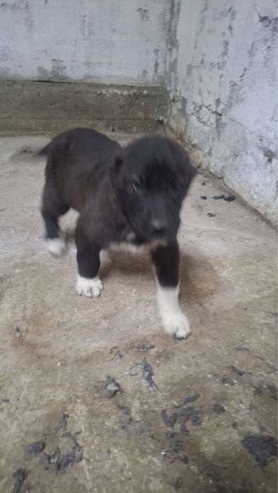 Төбет алабай ұрғашы күшік 2ай