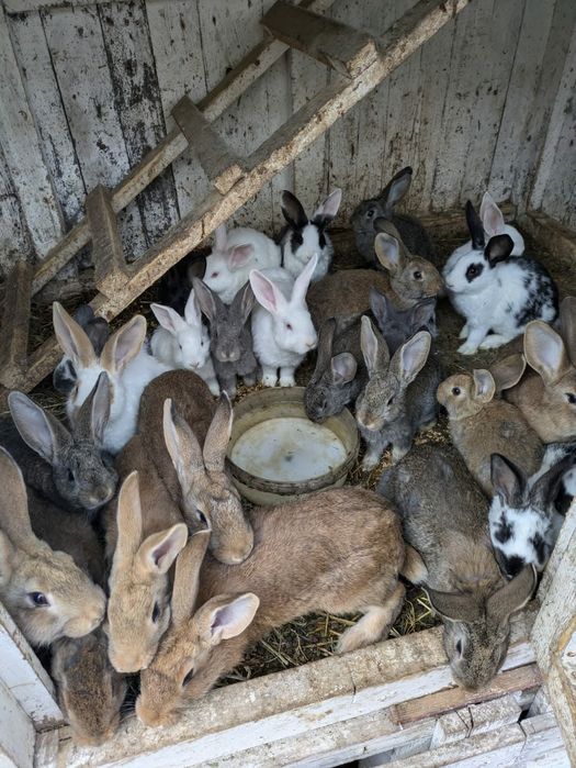 De vânzare iepurași