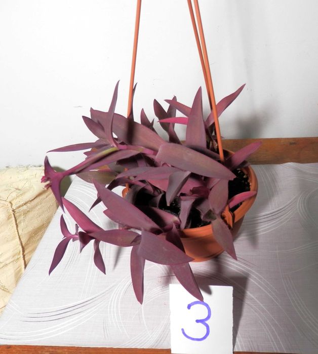Planta ornamentala Tradescantia pallida Purpurea (Purple Heart)