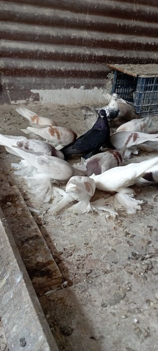 Голуби Племяные распродажа