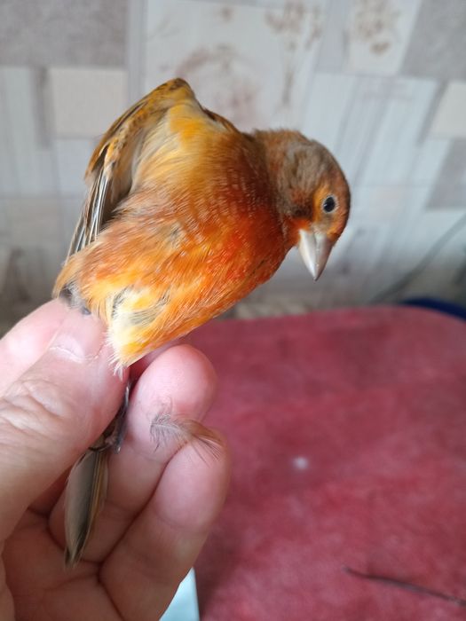 Гибриды щегол и репел.