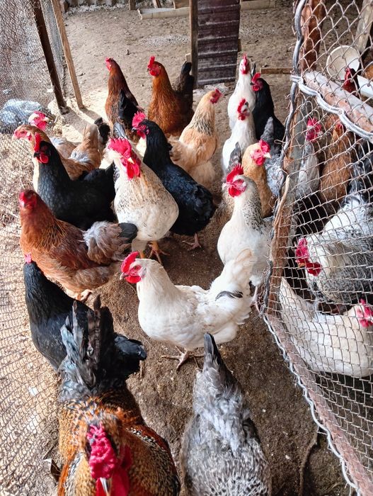 Инкубационное яйцо