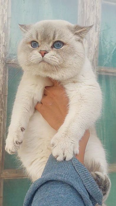 Sotilmaydi Vyazka qiz mushuklarni uyga taklif qilamiz