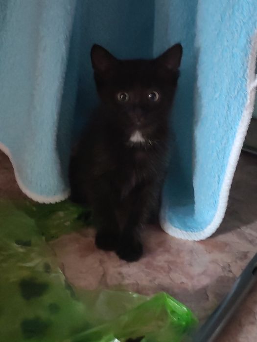Отдам котика в добрые руки бесплатно