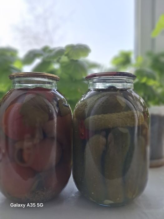 Помидоры, огурцы солёные