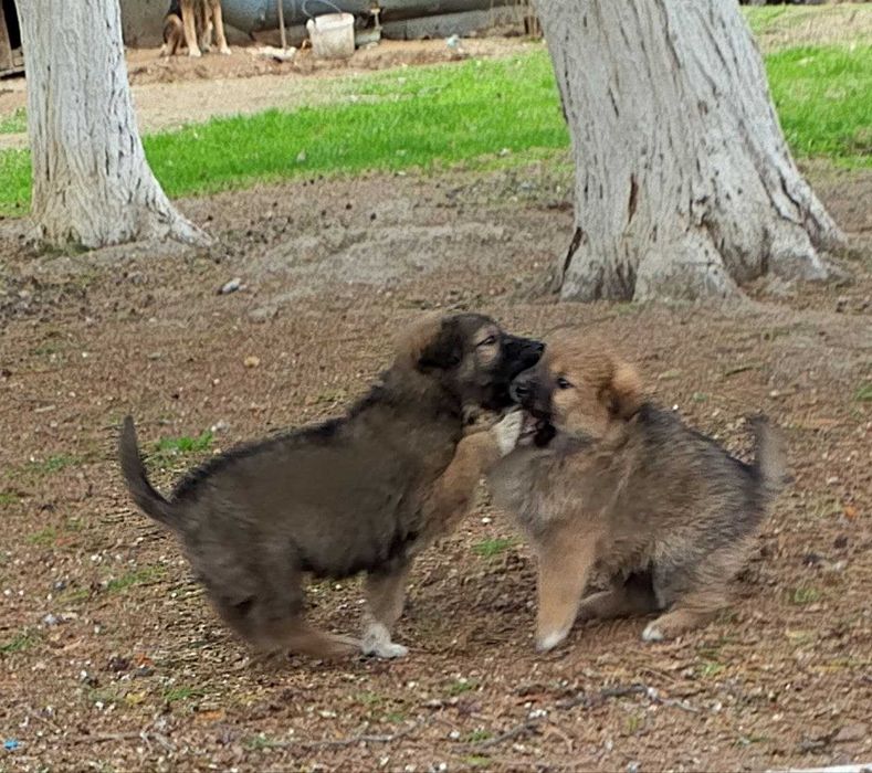 Щенки в добрые руки