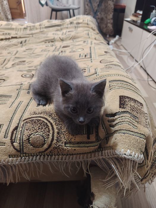 Отдам котёнка бесплатно