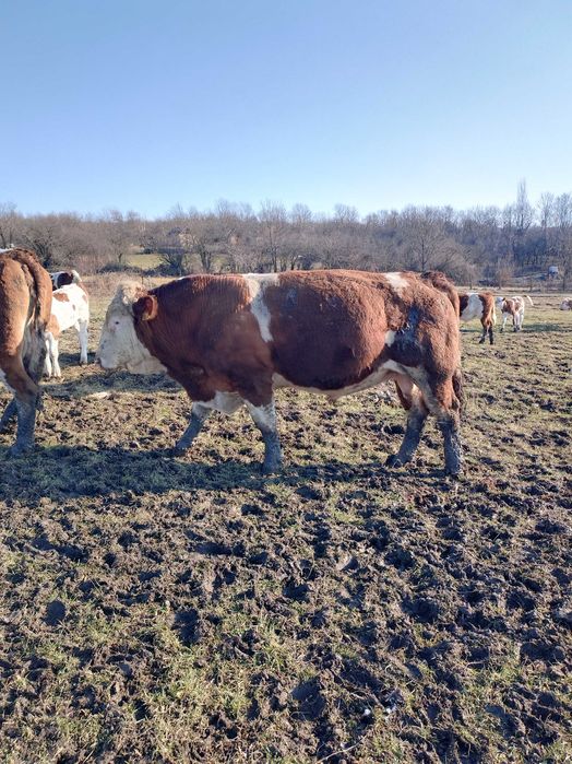 Taur Baltata Ungurească