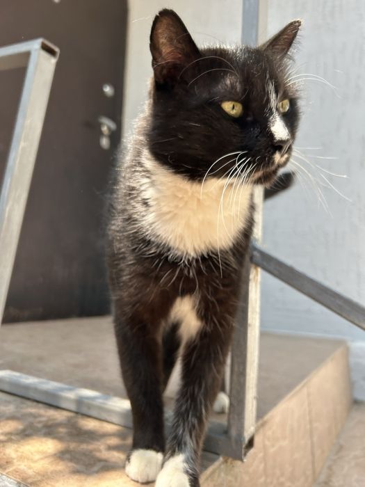 Отдаю шикарного кота