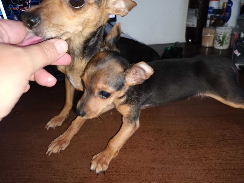 Мъжки мини пинчер