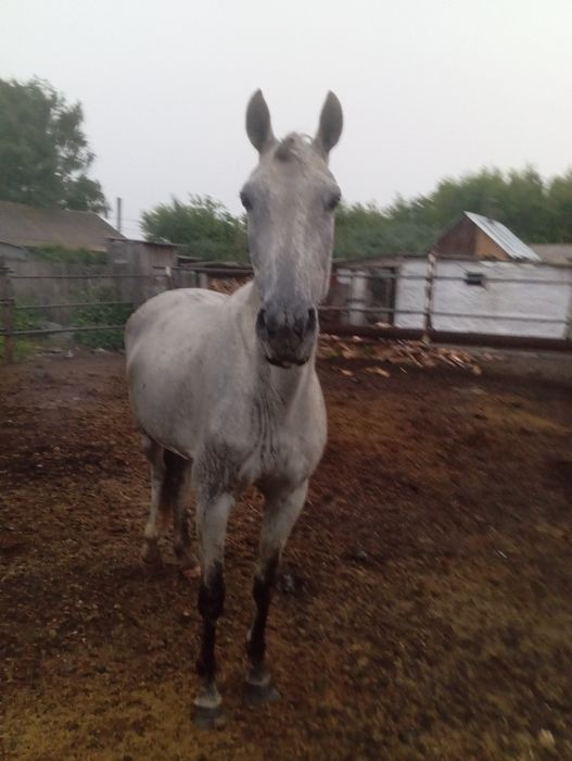 Продам кобылу жерёбую!