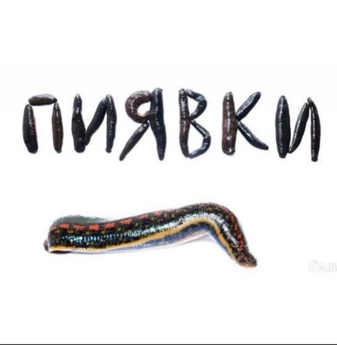 свежие    пиявки