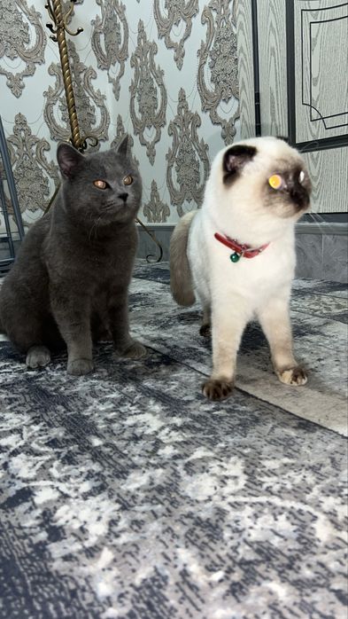 gozal jinsiy olatni boshi