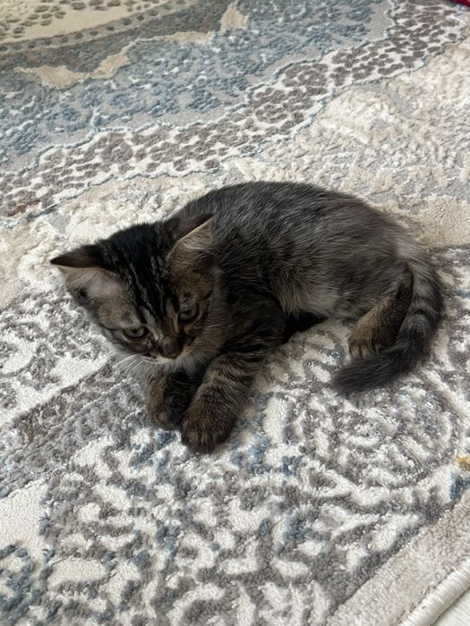 котёнок, 2,5месяца. Мальчик