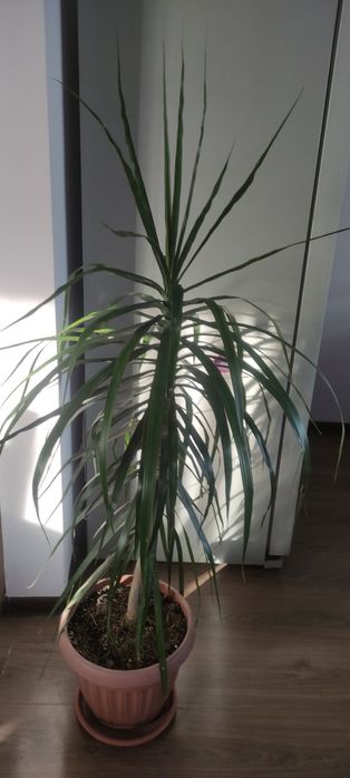 Драцена Юкка комнатные