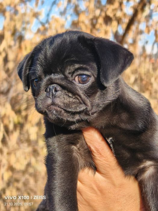 Очаровательные щенки мопса.