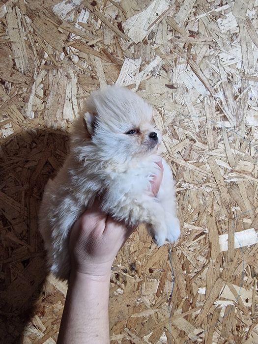 Продам щенков шпица.