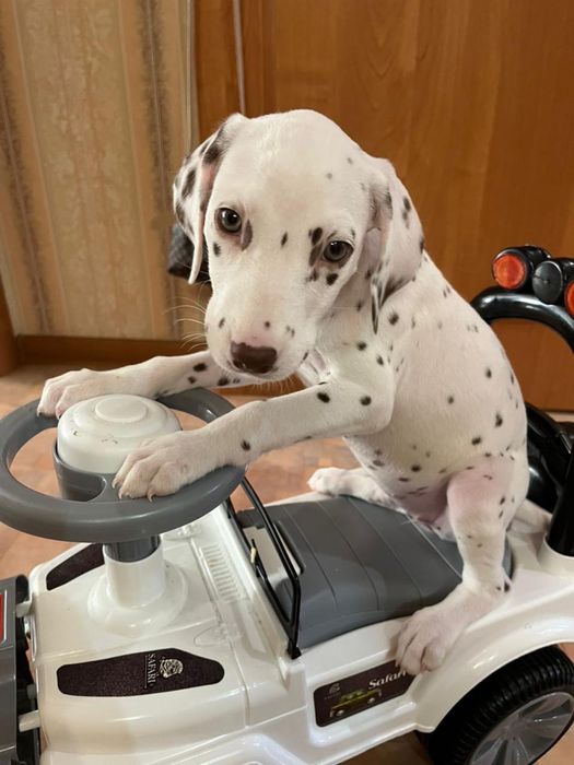 Щенки далматинца чистокровные