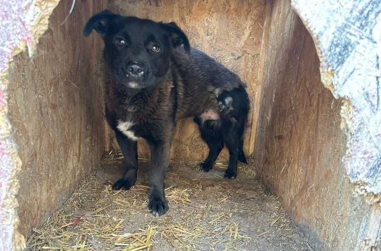 Adopta un caine - un sufletel are nevoie de stapan!